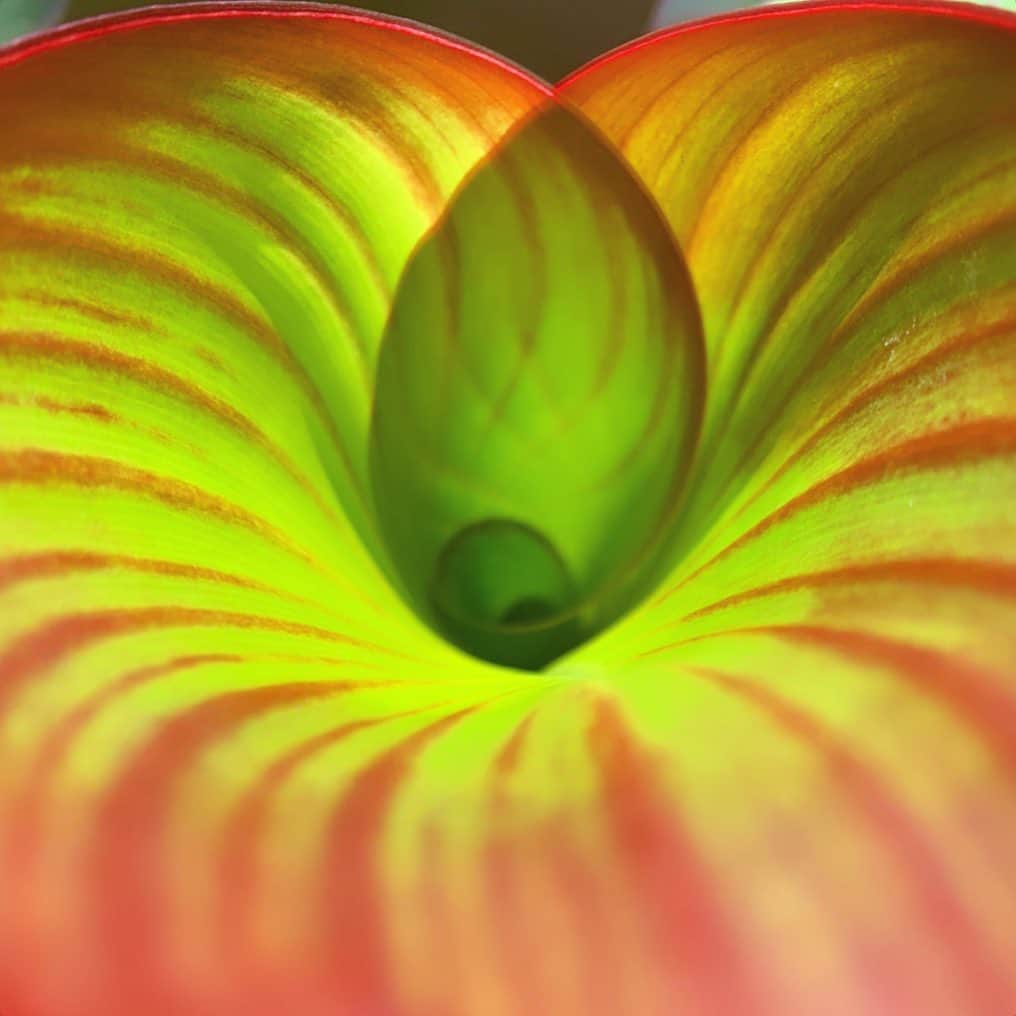 のインスタグラム：「Canna edulis Ker-Gawl/食用カンナ 今年は花咲いてくれるかしら。」
