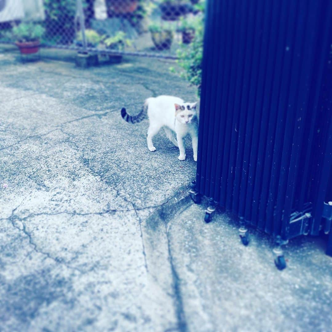 中野敬久さんのインスタグラム写真 - (中野敬久Instagram)「#cat #neighborhood #white #hope #looking #sorry」7月18日 9時38分 - hirohisanakano