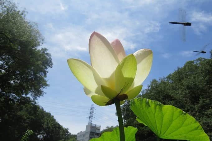 Soka Universityのインスタグラム