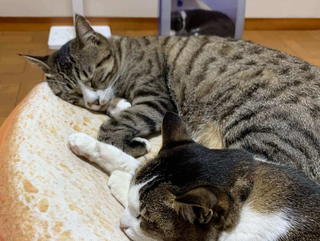 やふさんのインスタグラム写真 - (やふInstagram)「のま、新吉とだけはくっ付いて寝られます。自分から隣に行くんです。カイヌシもびっくり‼️ パンクッションの人気ぶりに嫉妬 . #cat #neko #catlovers #catsofinstagram #catstagram #instacat #猫 #ねこ #ネコ #保護猫 #新吉 #のま #のまらー #被災猫」7月18日 10時00分 - kyafy