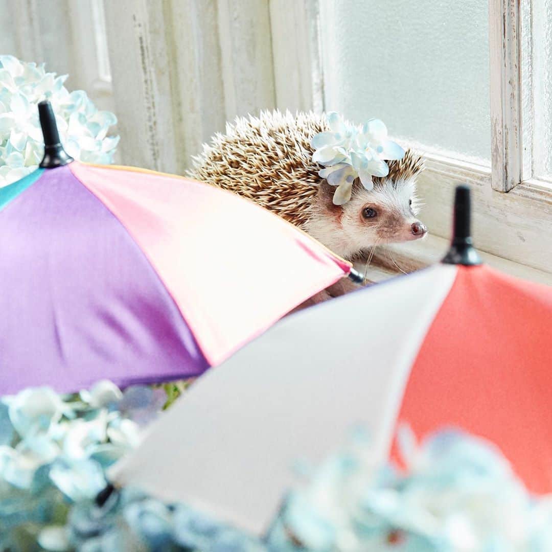 あずきさんのインスタグラム写真 - (あずきInstagram)「It’s been raining every day in Tokyo☔️☔️☔️ 毎日雨過ぎて憂鬱になっちゃいますね😣🌧梅雨明けたら暑くなってマスクしんどそうだし、今年はずっと我慢の一年になりそう💦 . （アジサイは毒があるので造花を使用しています💠） . #umbrella  #梅雨 #はりねずみ #ハリネズミ #hedgehog #pygmyhedgehog #lovelypet #cuteanimals #はりねずみのもなか #hedgie #Hérisson #igel#riccio #Erizo #고슴도치 #刺猬 #hedgehogazuki  #hedgehogsofinstagram #animaladdicts #cuddles #meowed #petscorner  #cutepetclub #worldofcutepets #animalvibes #gotchaday #cozy」7月18日 10時03分 - hedgehog_azuki