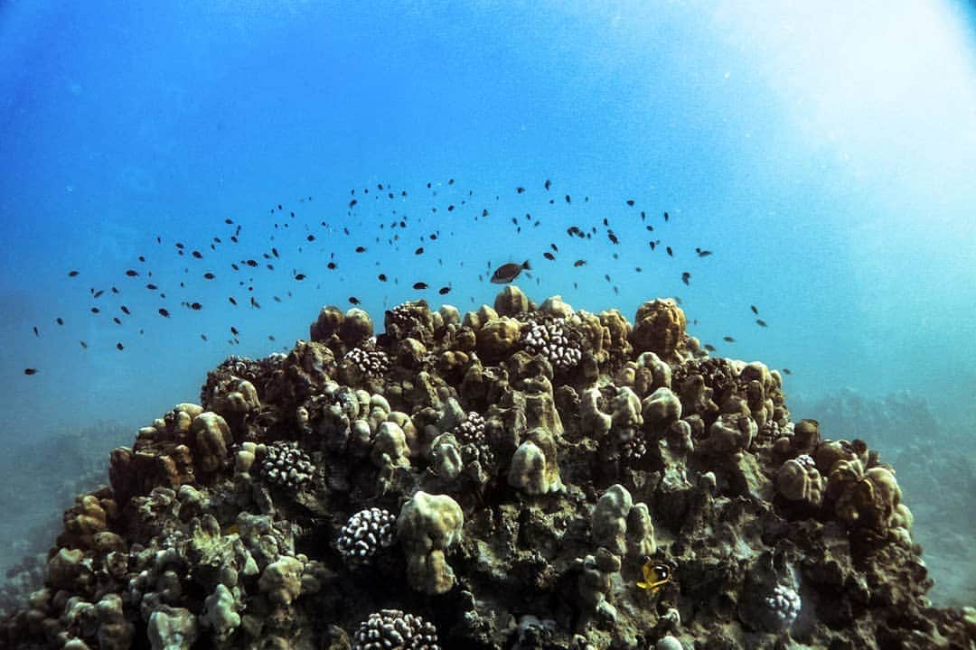 And Youさんのインスタグラム写真 - (And YouInstagram)「Advice from a coral reef:  - Cherish clean water - Be colorful - Live together in harmony - Celebrate nature's wonders - Be full of life! ​. ​. ​. ​#coralreef #coralgardeners #coral #tropical #ocean #underwater」7月18日 10時29分 - dolphinsandyou