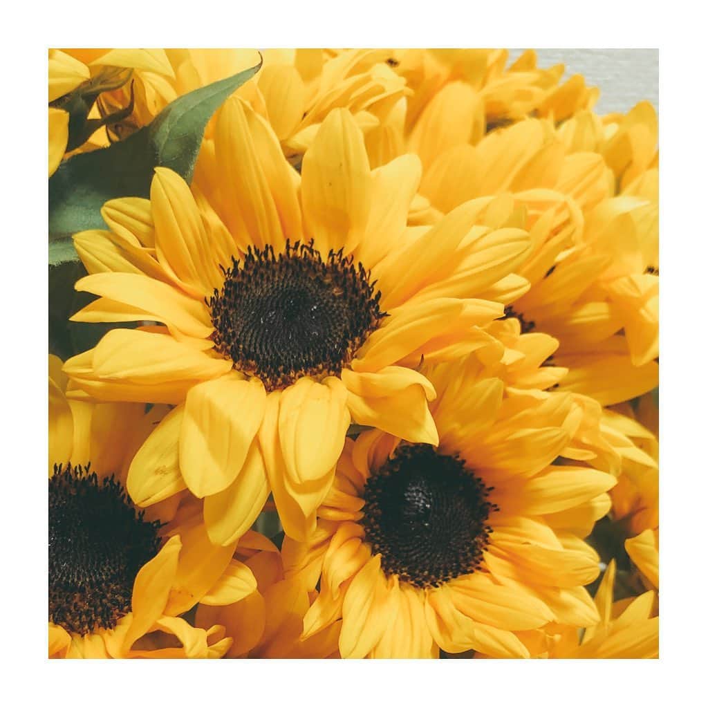 友寄蓮さんのインスタグラム写真 - (友寄蓮Instagram)「#sunflower 🌻」7月18日 1時34分 - ren_tomoyose