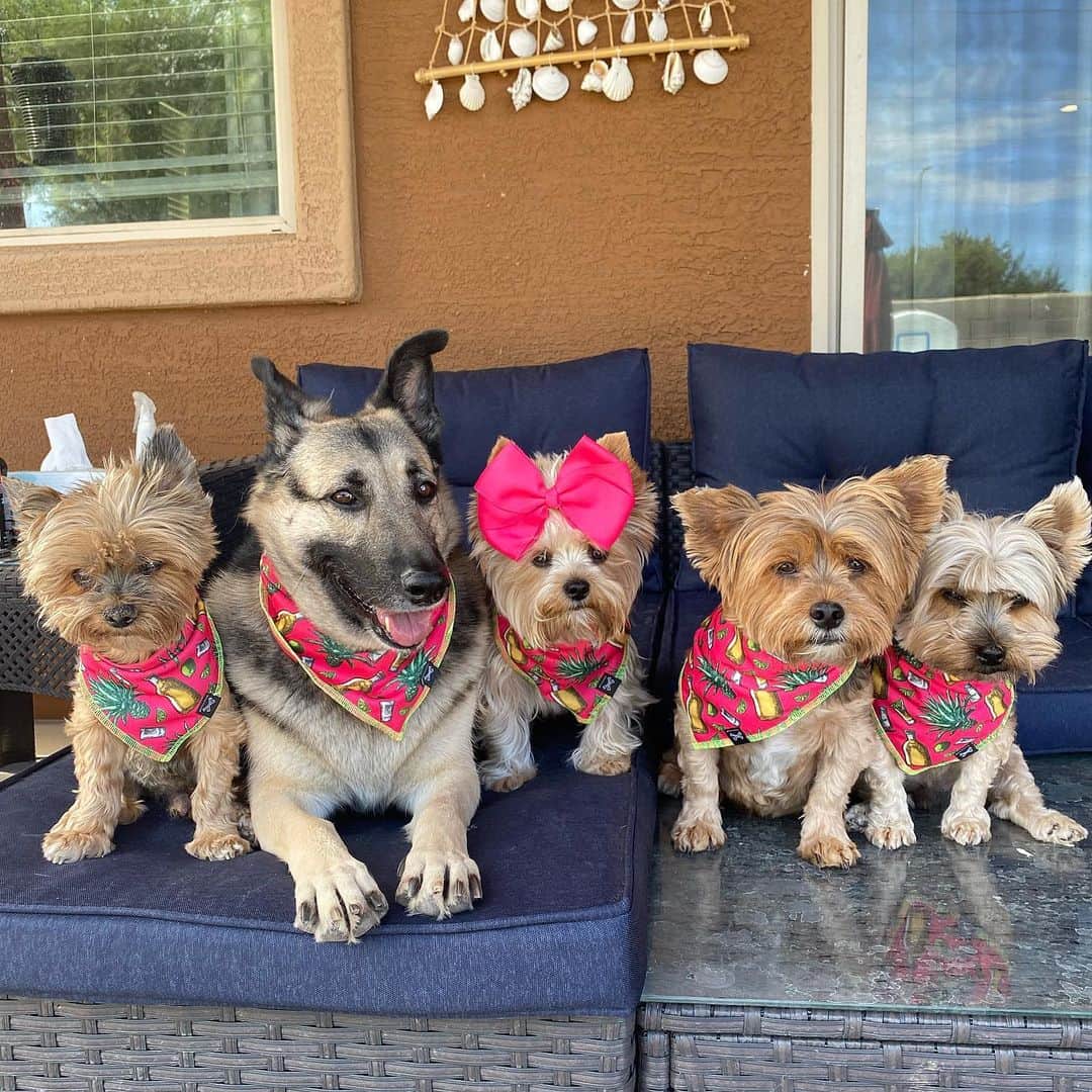 さんのインスタグラム写真 - (Instagram)「Oliver, Misty, Allie, Sammy & Max 💭 TGIF y’all! 💃🏼🕺🏼🥳 We’re modeling these  gorgeous #PinkTequila  #Bandannas from @badservicedog ‼️ Love the quality! 🎉 Check them out! 🤩👏🏼♥️🥰👍🏼 #BadServiceDogs #DogBandanna #DogModeling」7月18日 1時45分 - happyyorkiefamily