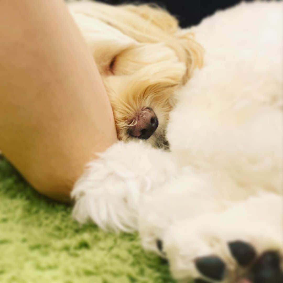 北山陽一のインスタグラム：「打ちひしがれていたら慰めに来て寝た。#きたやまおもち」