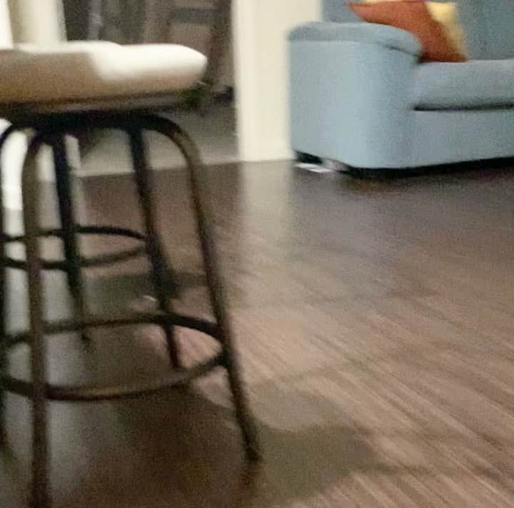 のインスタグラム：「When I came home from Jacksonville yesterday🐈💨 昨日遠征から帰った際の動画がこちらです。　#Kitten #猫のいる暮らし #imissedyoutoo #cute」