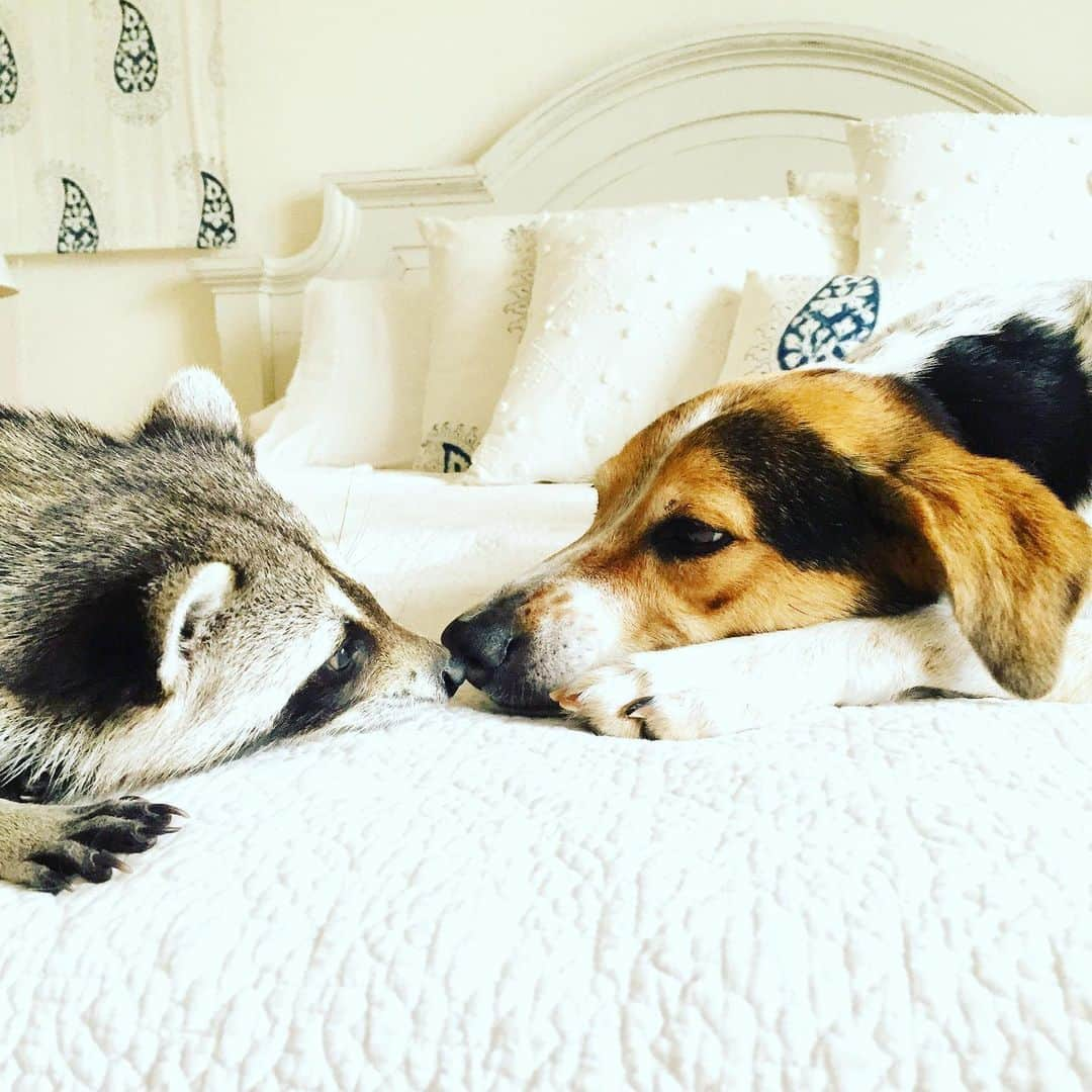 パンプキンさんのインスタグラム写真 - (パンプキンInstagram)「❤️ #love #bestfriends #missher」7月18日 2時50分 - pumpkintheraccoon