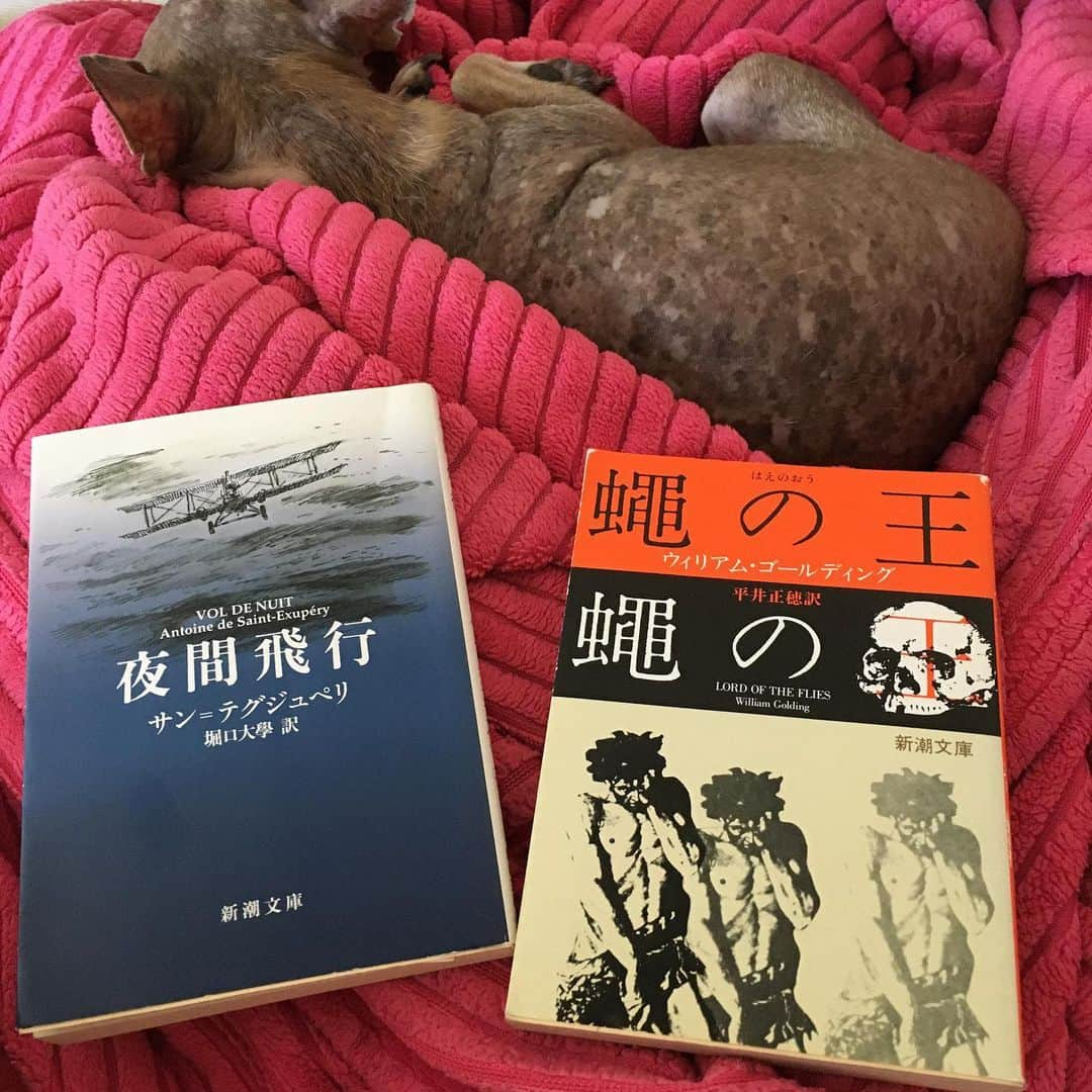 川和美輝さんのインスタグラム写真 - (川和美輝Instagram)「これから読む本📚 #夜間飛行 はタイトルからしてイメージなんとなく湧くよね。でも、#蠅の王 どんな王様なのかな？🤔ハエってこんな漢字書くんだね！  I’m gonna be reading these books today📖 #NightFlight #VoldeNuit #LordoftheFlies」7月18日 3時44分 - mikikawawa