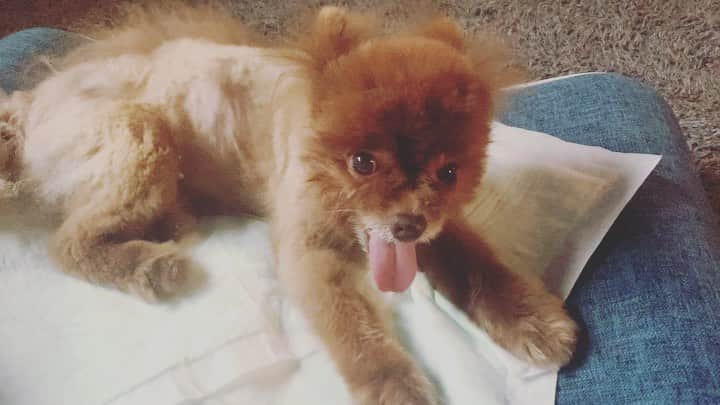 Codyのインスタグラム：「((English -> 日本語))   Unfortunately do to some miscommunication between the hospital and I, Kuma was unable to get the MRI yesterday. I will meet with the vet after work tonight to get more medicine and discuss rescheduling.🙄  Kuma seems to be in better spirits. He has started to use the muscles on his left side (the good side) to push his upper body up. He is now able to semi-sit up and drink/eat from a bowl. This is very good news. At the very least it means that he is in high spirits. 👍🏾  Even though he is an older dog and at a slightly higher risk during surgery, he's well within healthy margins and I think he will pull through this!🙏🏾🙏🏾🙏🏾  Thank you all for your donations so far. To say I am overwhelmed with love and gratitude is an understatement. 🤎🤎🤎  I made a conscious decision to go back to working two full time jobs earlier this year, so that I wouldn't have to be in situations like this anymore. Obviously COVID had other plans, but I really appreciate everyone helping me, especially during these times.🙏🏾  Love you all so mch,  David/Cody  動物病院とのコミュニケーションミスのせいで昨日はMRIできなかったけど、今夜仕事終わったら一回樹医さんとあって、MRIをリスケして、薬をもらいます！🙄  クマは昨日からびっくりするほど元気です。食欲もありますし、水もご飯も皿から食べれるようになりました！何よりは、右側の筋肉を使って寝転がってる状態から上半身立ち上がれるようになりました！左側の後ろのあしもちょこちょこ動かしたりしてます！👍🏾  年齢は年齢だけど、血液検査の結果もよかったし、手術はなんとなく乗り越えられそうな気がします！🙏🏾🙏🏾🙏🏾  皆さんに本当に心から感謝してます！ ありがとうございます！🤎🙏🏾🤎 また何かがあったらここに報告します！  ありがとうございます！🤎🤎🤎  ❤︎CODY」