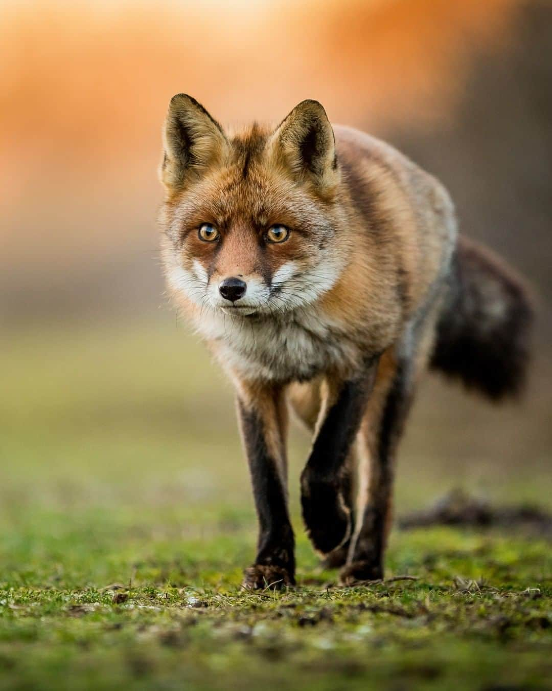 Discoveryさんのインスタグラム写真 - (DiscoveryInstagram)「A beautiful Red Fox walks straight towards me at the stunning Amsterdamse Waterleidingduinen.     Photo + Caption: Sean Weekly @seanweeklywildlife)  #Fox #naturelovers #wildlifephotography #foxfriends #furry #animalcrossing #potd #foxesofinstagram #netherlands #amsterdamsewaterleidingduinen #amsterdam #foxfriday」7月18日 4時54分 - discovery