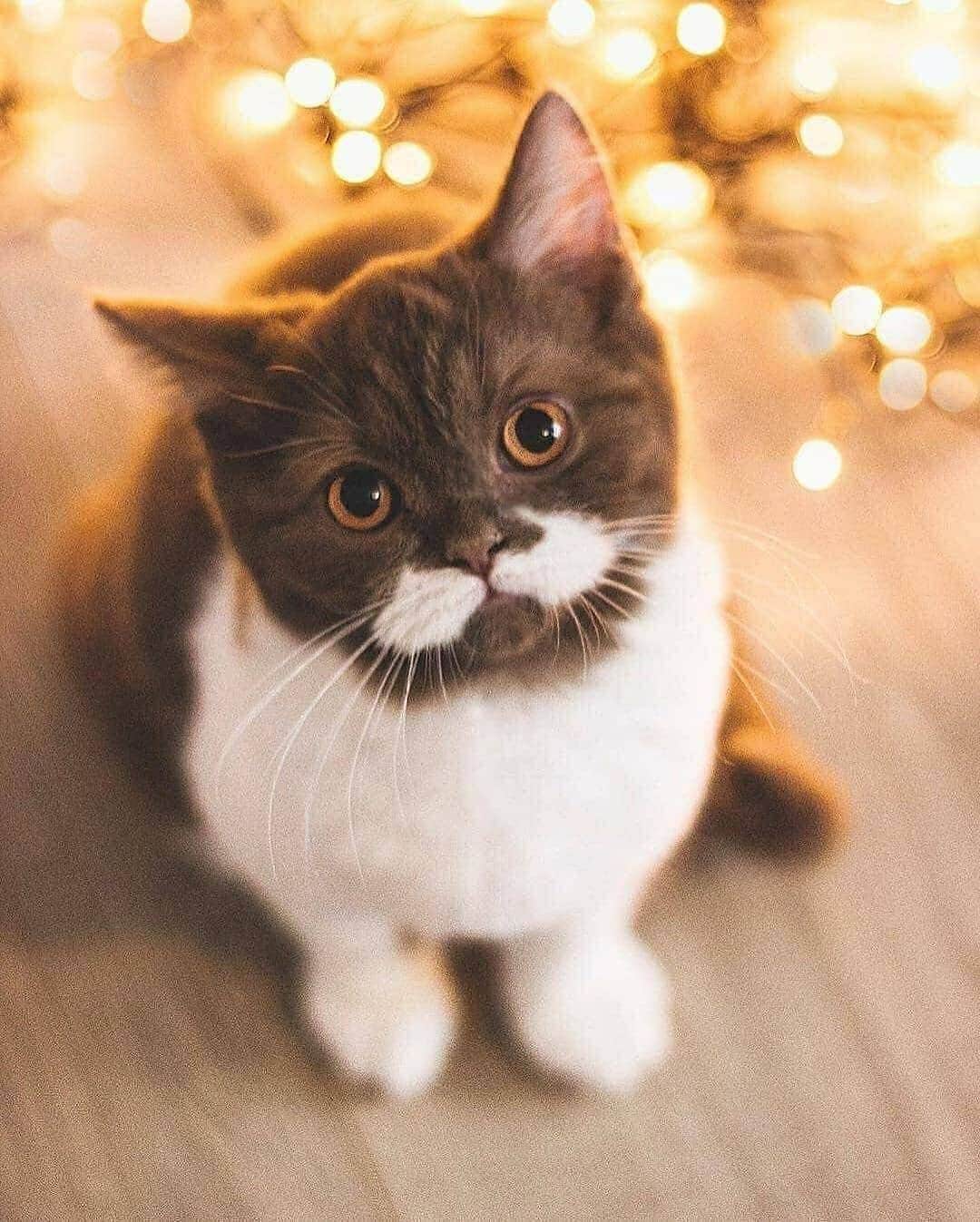 Cute baby animal videos picsさんのインスタグラム写真 - (Cute baby animal videos picsInstagram)「Look at this mustache 😍 From: @gringomoustachecat」7月18日 5時02分 - cutie.animals.page