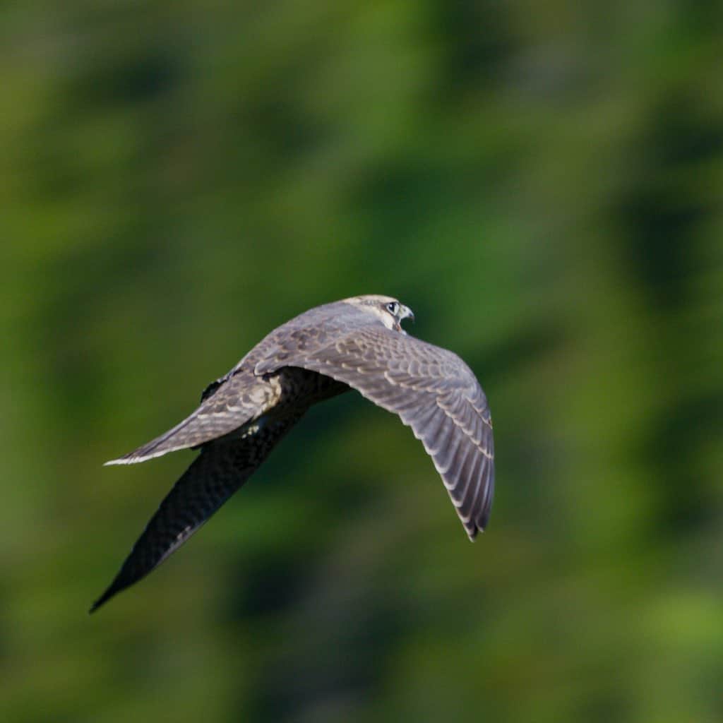 Tim Lamanさんのインスタグラム写真 - (Tim LamanInstagram)「Spent an awesome day up on the cliffs above Jordon Pond filming juvenile peregrine falcons for the Cornell Lab of Ornithology and Acadia National Park a couple days ago. Amazing to see these masters of the air learning their craft as they rocketed past the cliffs where they recently fledged.  Managed to get a few shots in focus once in a while.  These are frame grabs from @RedDigitalCinema, and BTS shot by @RussLaman.  see my stories for more BTS.  #shotonRED #FramedonGitzo @Gitzoinspires #AcadiaNationalPark #Maine #CornellLabofOrnithology」7月18日 10時46分 - timlaman