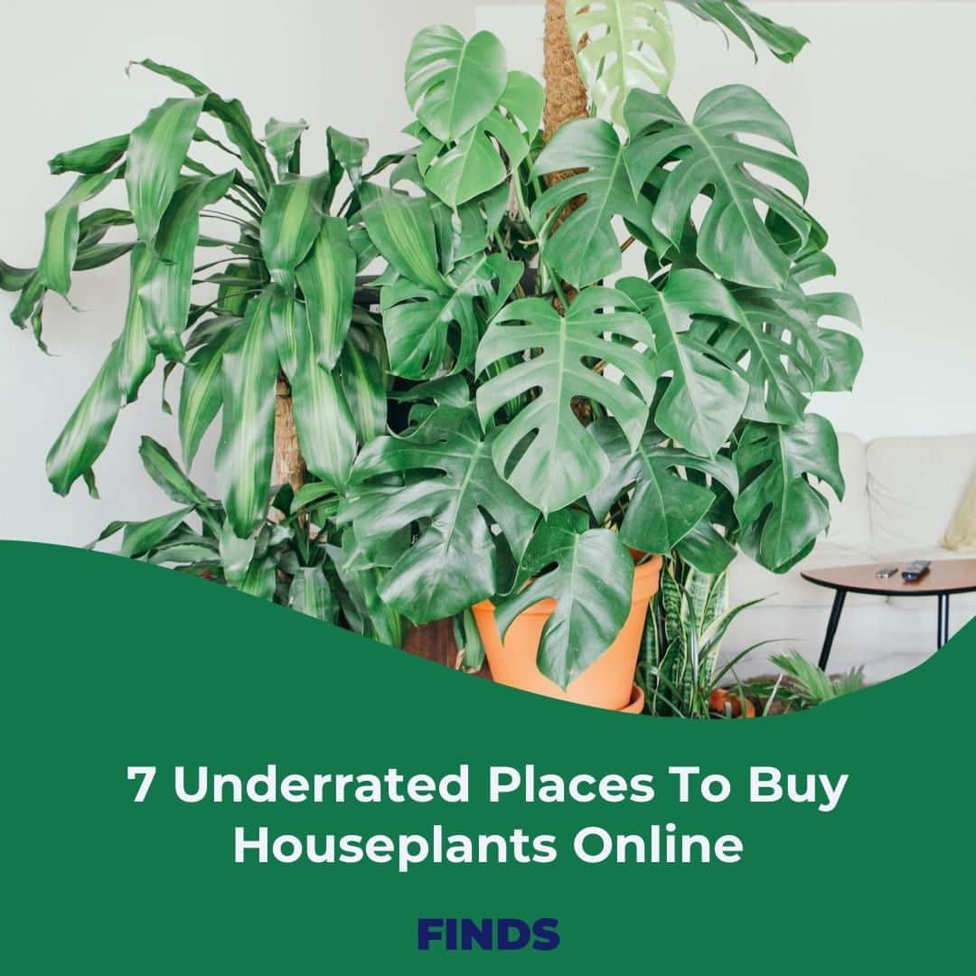 Huffington Postさんのインスタグラム写真 - (Huffington PostInstagram)「Popping down to your local nursery or greenhouse is perhaps the best option to buy new plants, but it’s not always feasible for folks in rural areas or those who rely on public transportation. To help you find the best sites to buy plants online, we’ve curated some of our favorite online plant sellers so you can start flexing those green thumbs.⁠ ⁠ Head to our link in bio to read our picks and give @huffpostfinds a follow for more shopping recommendations.⁠ ⁠ 📷: @unsplash⁠」7月18日 5時55分 - huffpost