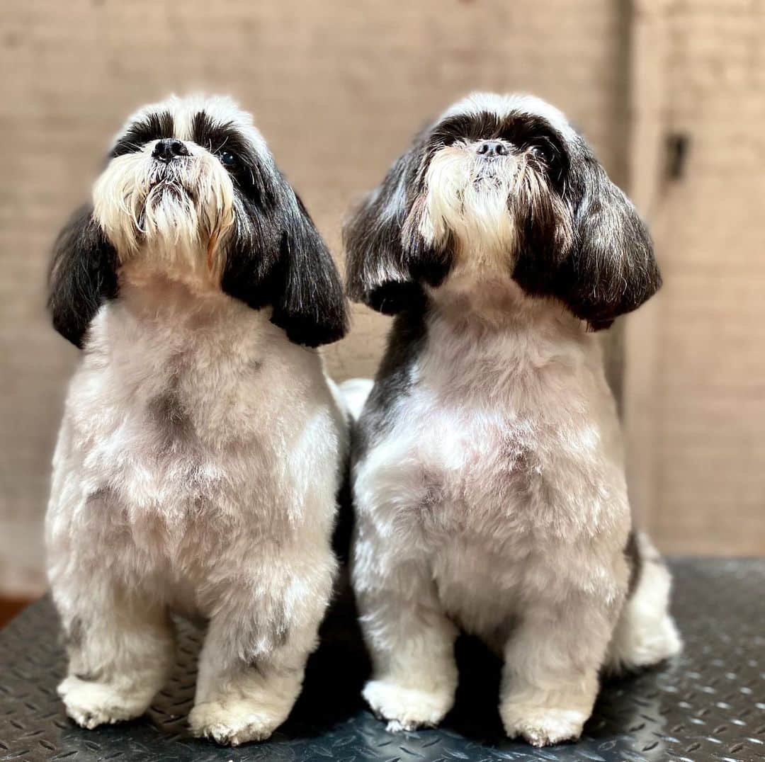 Dogs by Ginaのインスタグラム：「👯‍♂️Tag your bestie!」