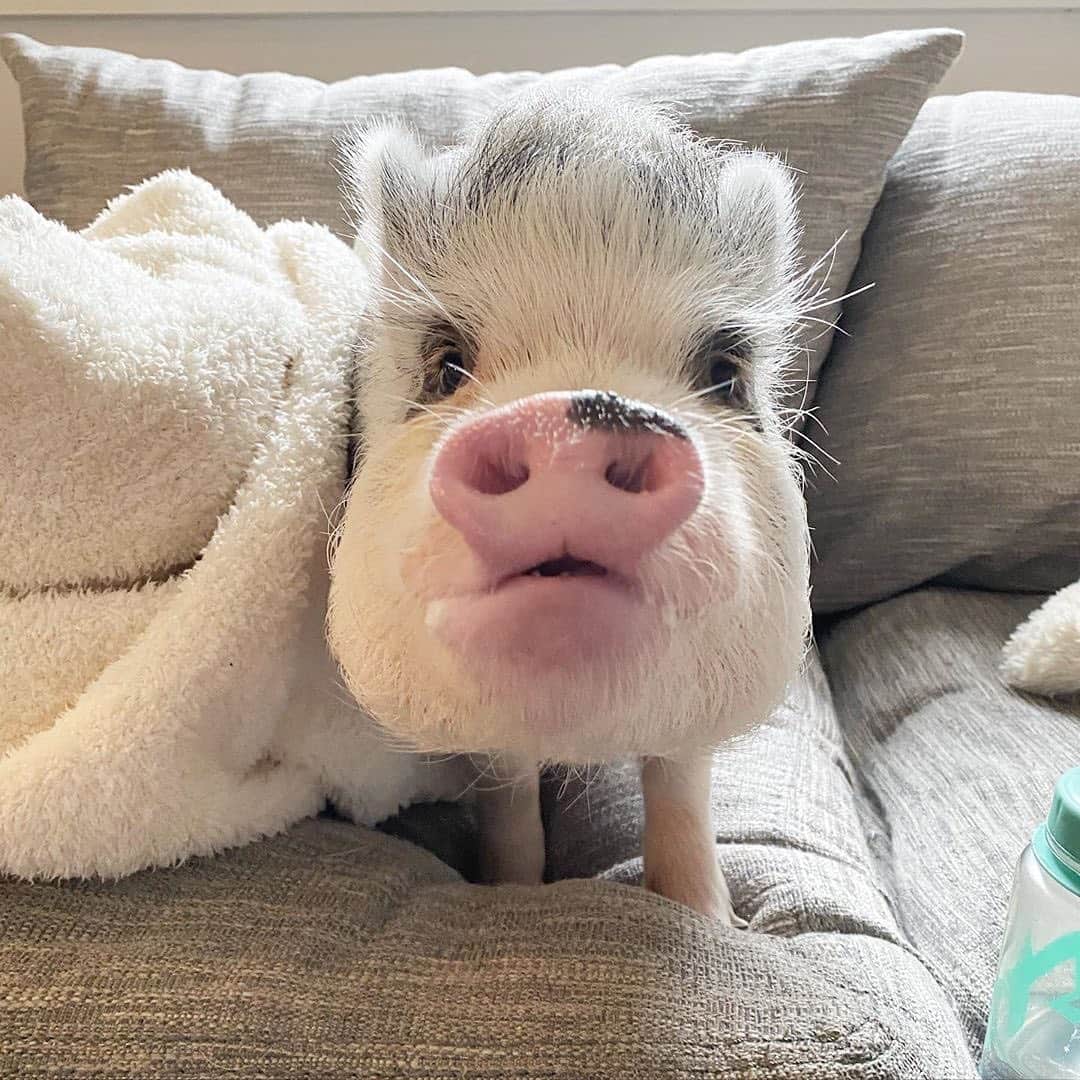 Instagramさんのインスタグラム写真 - (InstagramInstagram)「On today’s #WeeklyFluff, meet Lucy (@lucy_thepig). She’s a mini pig and “professional blanket hog.” 🐷⁣ ⁣ Photo by @lucy_thepig」7月18日 6時12分 - instagram