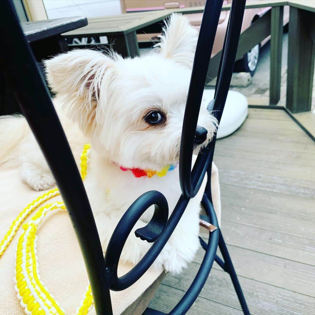 チャン・リーメイのグルメインスタ