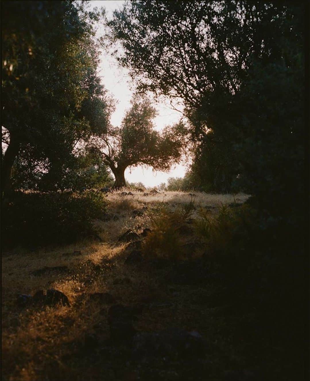 レベッカテイラーのインスタグラム：「A natural setting, from @cerealmag」