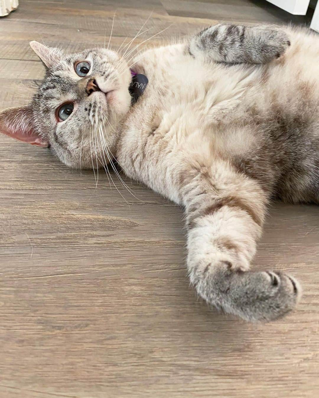 nala_catさんのインスタグラム写真 - (nala_catInstagram)「My floor is the purrfect place to daydream about love, happiness, and cardboard boxes @stainmaster PetProtect™ luxury vinyl flooring is beautiful, durable, and cozy. When you upgrade your home, you upgrade your life! Link in bio to learn more! #PetProtect #ad」7月18日 6時56分 - nala_cat