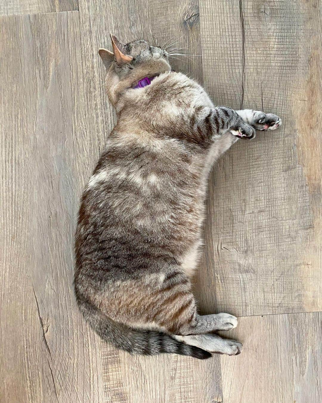 nala_catさんのインスタグラム写真 - (nala_catInstagram)「My floor is the purrfect place to daydream about love, happiness, and cardboard boxes @stainmaster PetProtect™ luxury vinyl flooring is beautiful, durable, and cozy. When you upgrade your home, you upgrade your life! Link in bio to learn more! #PetProtect #ad」7月18日 6時56分 - nala_cat