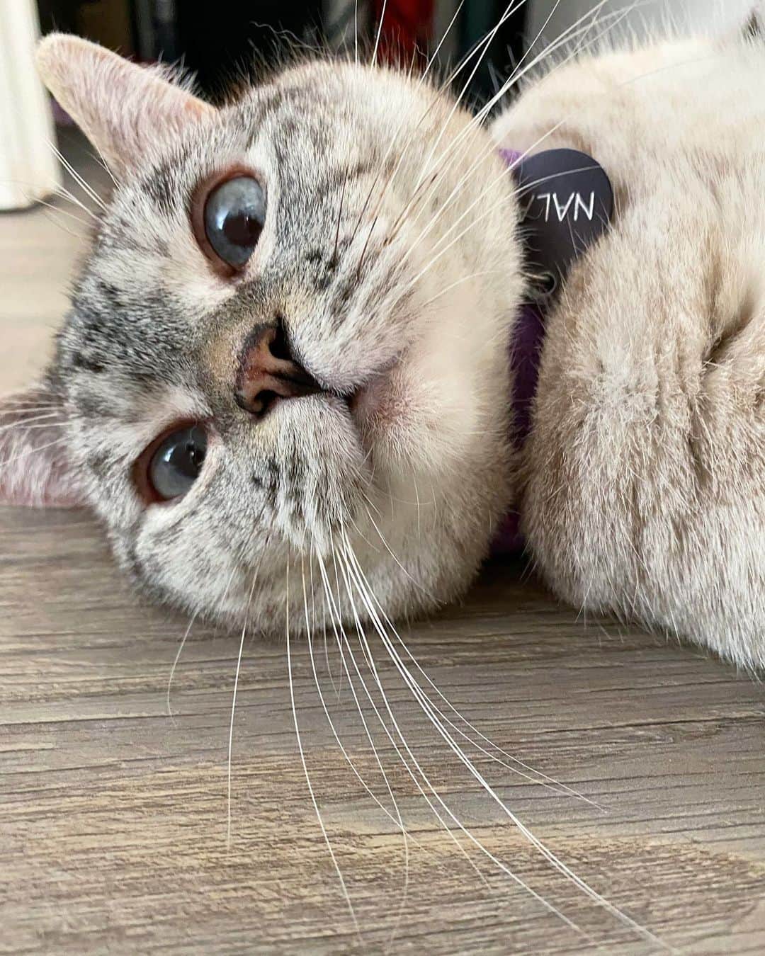 nala_catさんのインスタグラム写真 - (nala_catInstagram)「My floor is the purrfect place to daydream about love, happiness, and cardboard boxes @stainmaster PetProtect™ luxury vinyl flooring is beautiful, durable, and cozy. When you upgrade your home, you upgrade your life! Link in bio to learn more! #PetProtect #ad」7月18日 6時56分 - nala_cat