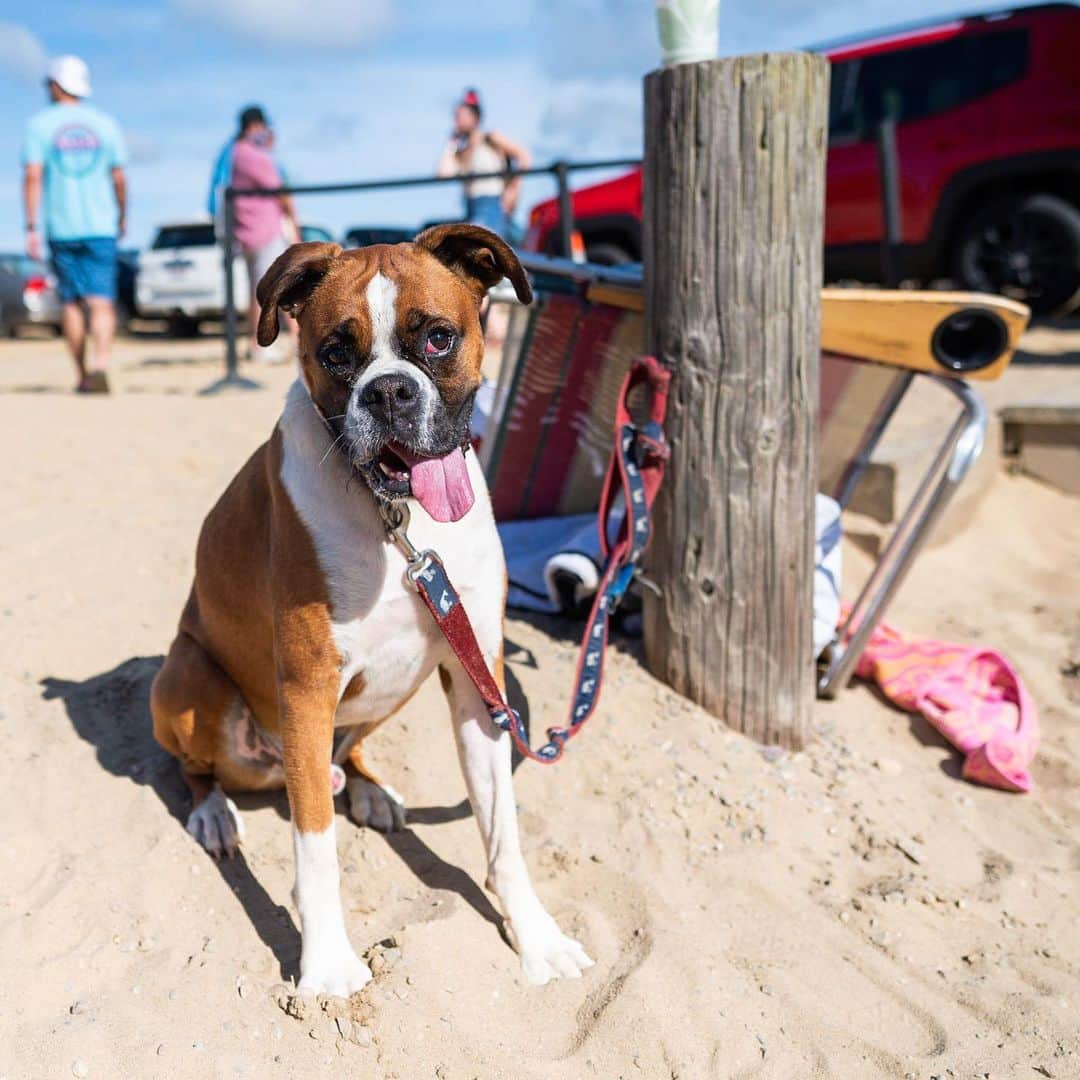The Dogistさんのインスタグラム写真 - (The DogistInstagram)「Charlie, Boxer, Cahoon Hollow Beach, Wellfleet, MA • “He’s afraid of rabbits but is fearless of coronavirus. He heard only the one lion got it.”」7月18日 7時01分 - thedogist