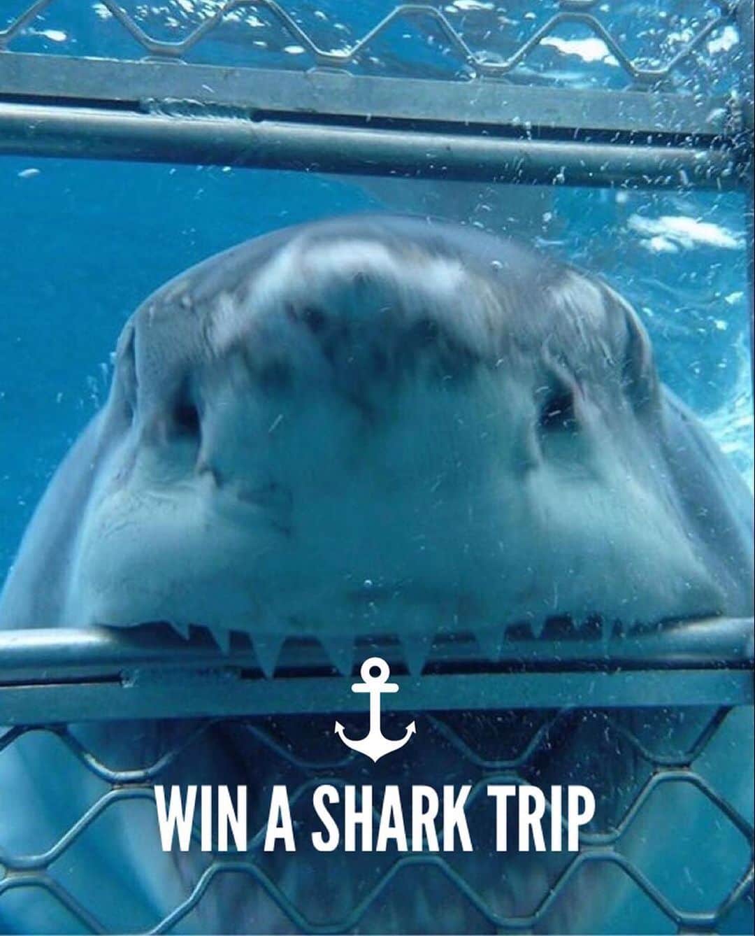 WildLifeさんのインスタグラム写真 - (WildLifeInstagram)「Shark GIVEAWAY!😍👇🏻 During these difficult times we want to give you something to look forward to:  We are giving you a chance to win a Shark trip IN AUSTRALIA with @calypsostarcharters! flights and accommodation included, To WIN:  1.GO Follow: @discoversharkstours and also follow every account they are following (it only takes 20 seconds to follow all accounts)  2. Like this post  3. Tag a friend (1 tag = 1 entry, enter as many times as you wish). 4. (Bonus) Share this post on your IG Story for an additional entry!  The winner will be chosen randomly ‪on July 25th 2020 & announced on @discoversharkstours account.  Please Note: This sweepstake is in no way sponsored, administered, or associated with Instagram, PayPal, TransferWise, or any Brands in the contest images. By entering, entrants confirm they are 18+ years of age, release Instagram of responsibility, and agree to Instagram's term of use. ( 📷 @calypsostarcharters ) #greatwhitesharks #greatwhiteshark #cagediving」7月18日 7時08分 - wildlifepage