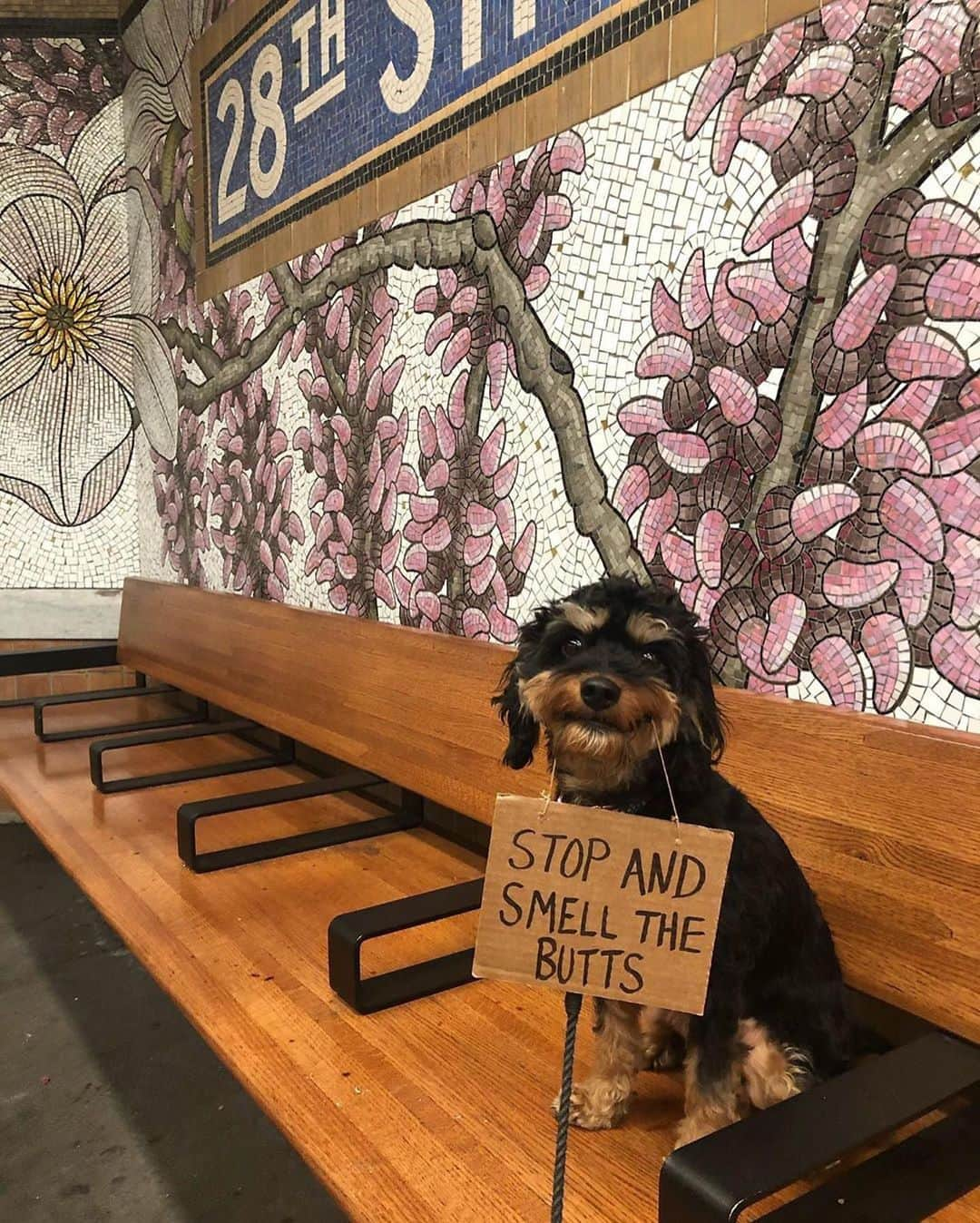 E! Onlineさんのインスタグラム写真 - (E! OnlineInstagram)「Sure, you've heard of @dudewithsign, but what about @dogwithsign?  Cute ✔️ Cuddly ✔️ Excellent communicator ✔️  (📷: @dogwithsign)」7月18日 7時46分 - enews