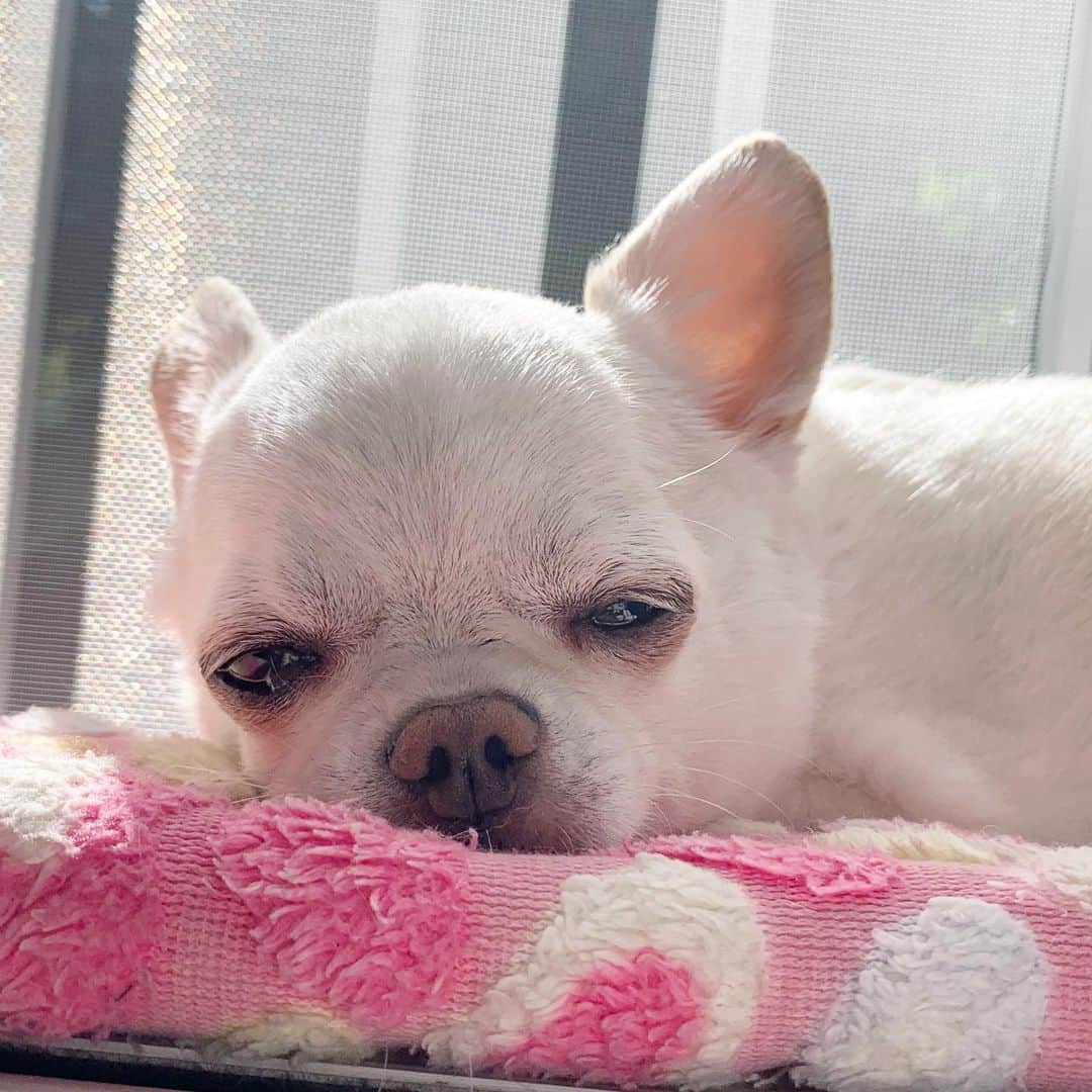 KORIKIのインスタグラム：「おはようございます♪ * #朝から日向ぼっこ #dogofsapporo #dog, #dogs, #dogstagram,#chihuahua,#犬バカ部,#チワワ,#koriki, #hanadog #白スムチ連合会, #スムチー,  #dogofthedayjp, #dogoftheday  #ilovemydog #instadog #instapet #WhiteChihuahua  #吉娃娃 #치와와  #dogsofinstagram #Chihuahualover  #ชิวาวา #チワワの輪 #barkbox #WhiteChihuahuaParty #もふもふモフモフ」