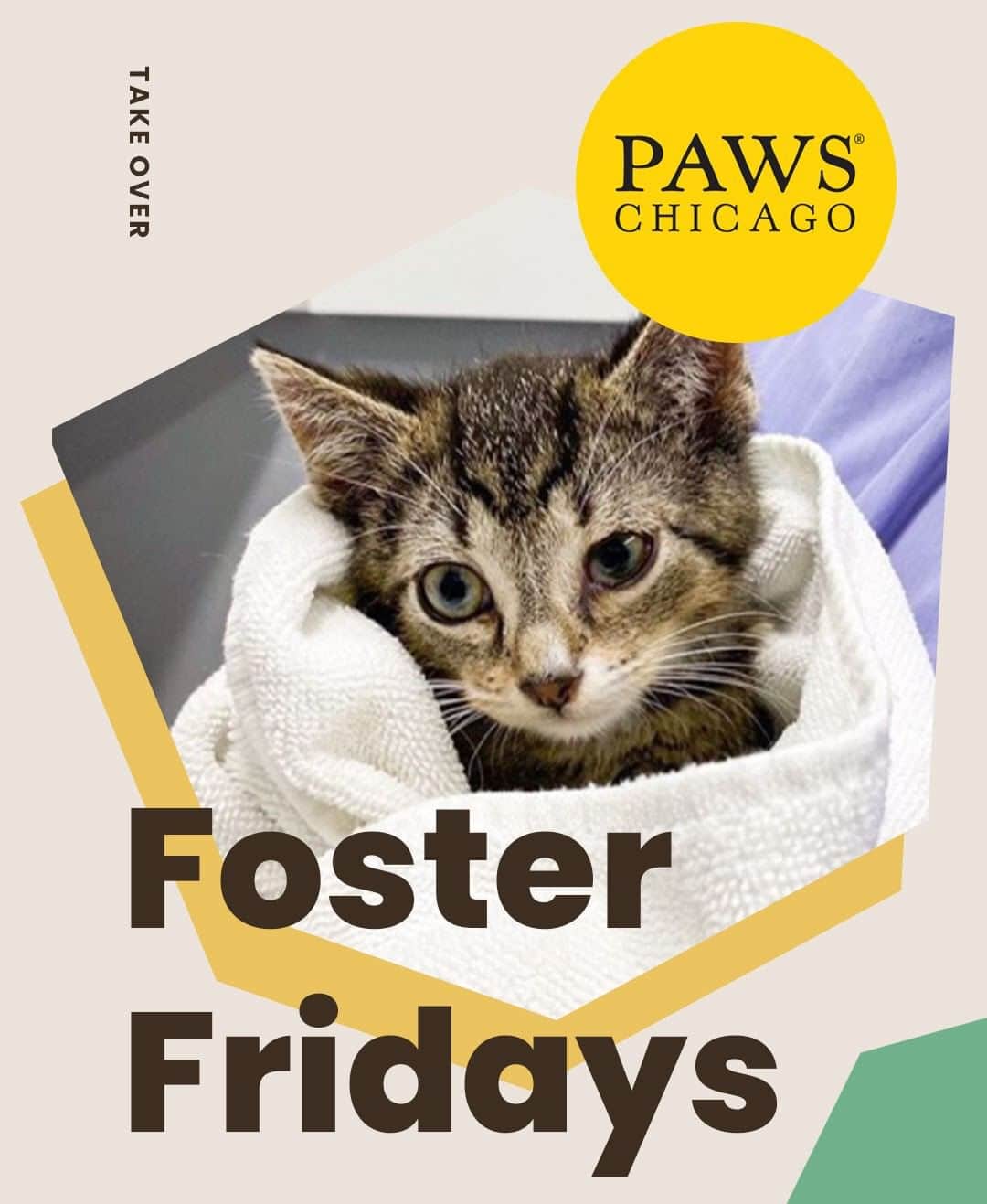 Cats of Instagramさんのインスタグラム写真 - (Cats of InstagramInstagram)「Today is #FosterFridays with @pawschicago! Climb on over to our stories to hear what they’re up to right now. ⁣ •••⁣ Every Friday, one of our favorite organizations takes over our Instagram stories! Please visit + follow their social to learn more.」7月18日 8時00分 - cats_of_instagram
