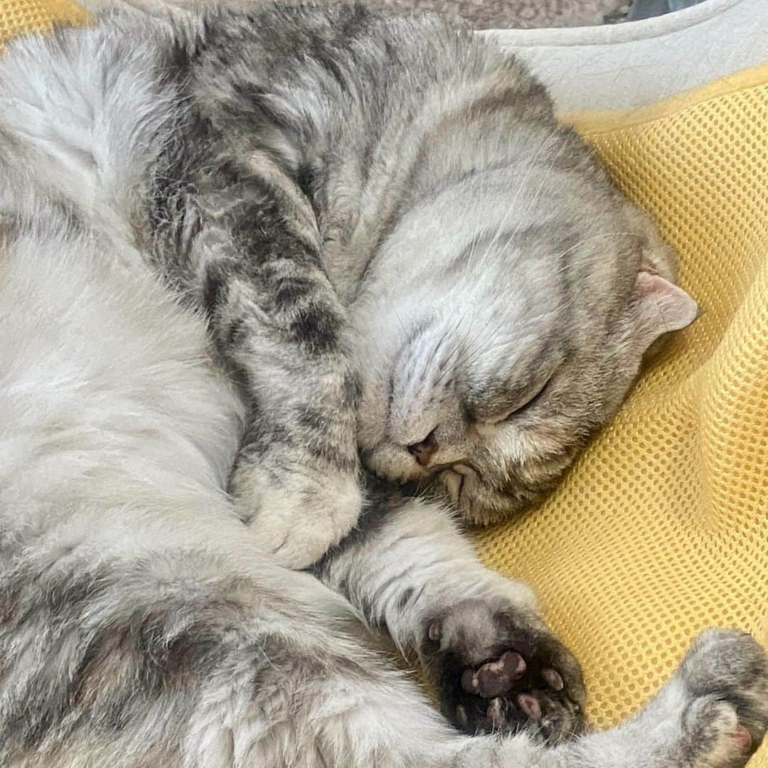 tiaichimaさんのインスタグラム写真 - (tiaichimaInstagram)「Good morning!! ☁️おはナビー!!  *  プープー😴  *  #ねんねこ #ナビちん#cat#neko#ねこ#neko#ネコ#スコティッシュフォールド#致命的な魅力#Scottish Fold#まんじゅう部」7月18日 8時19分 - tiaichima