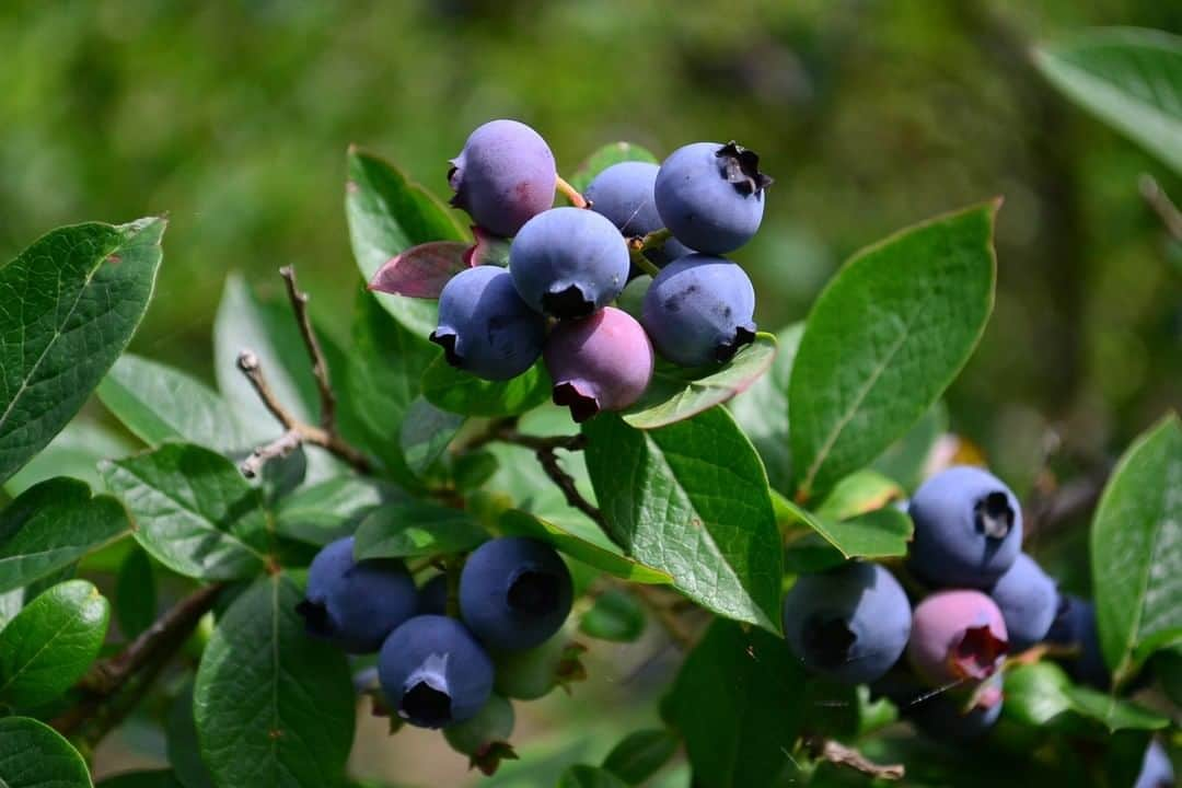 LOVEGREEN -植物と暮らしを豊かに。のインスタグラム