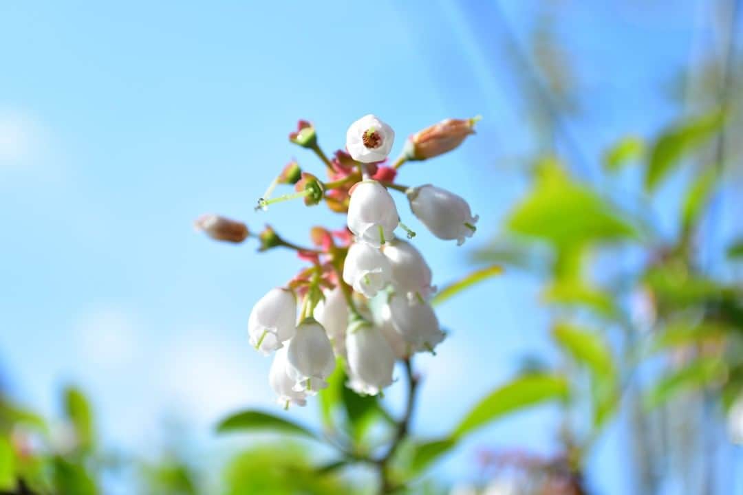 LOVEGREEN -植物と暮らしを豊かに。さんのインスタグラム写真 - (LOVEGREEN -植物と暮らしを豊かに。Instagram)「［トゥデイズプランツ］ . 編集部目線の植物の魅力や、さりげなく日常に溶け込む植物と一緒に管理のコツをご紹介します。 . —ブルーベリー— ブルーベリーはツツジ科の落葉低木。初夏にかわいい白い花が咲いた後、夏にかけて青い実が実ります。 . 果実だけでなく、かわいらしい花や紅葉も楽しめるので、1年を通して変化を見ることができるのも魅力で、最近は庭木として人気です。 . 地植え、鉢植えどちらでも育てることができますが、鉢植えで育てる際は鉢植え向きの品種を選ぶとよいでしょう。 . 育てる場所：日当たりが良いところ 育て方のコツ：同一系統、異品種のブルーベリーを近くで育てる 特徴：実は少しずつ色づく。白い粉はブルーム（果粉）で新鮮で完熟している証拠。 . ------------ . LOVEGREENでは、「トゥデイズフラワー」や「トゥデイズプランツ」など、ちょっぴりマニアックな編集部目線の植物の魅力を連載中！ . ぜひ、プロフィールのURLからご覧ください💐 . #ブルーベリー #果樹 #低木 #実物 #花 #花のある暮らし #庭 #ベランダ #園芸 #ガーデニング #バルコニー #ガーデン #シンプルな暮らし #シンプルライフ #暮らしを楽しむ #日々の暮らし #シンプルデザイン #賃貸暮らし #植物 #植物のある暮らし #植物のある生活 #植物と暮らす #インテリアフラワー #花好き #季節の花 #フラワー #枝物 #花に癒される #夏の花」7月18日 20時00分 - lovegreen_official