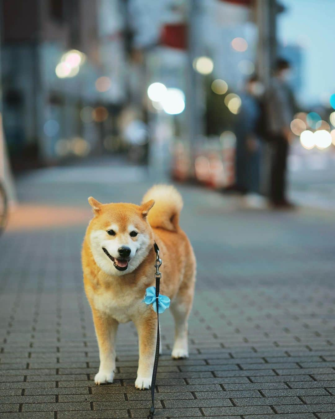 まる（まるたろう）さんのインスタグラム写真 - (まる（まるたろう）Instagram)「There is still hope for tomorrow✨🐶☺️✨色々あると思うけど、明日はきっといい事あると思うよ。 辛い時は辛いって言っていいんだよ #だから #生きろ #明日はきっといい日になる  #笑い合えたらいい日になる」7月18日 19時54分 - marutaro