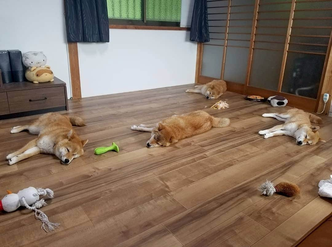 柴犬たま Shibainu Tamaのインスタグラム