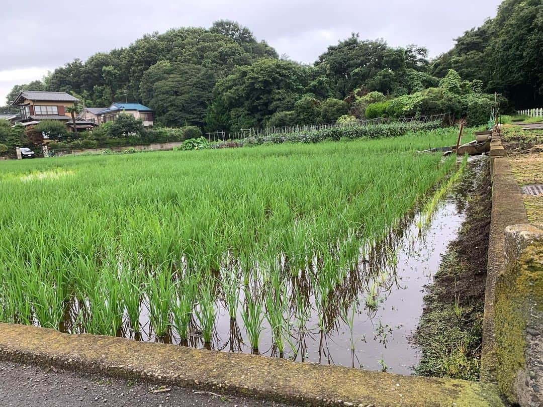 一三さんのインスタグラム写真 - (一三Instagram)「調布，三鷹辺りの田園風景。  #田園風景 #Rural #landscape #稲 #田んぼ #調布 #chohu #三鷹 #mitaka」7月18日 18時55分 - ichizou.co.jp