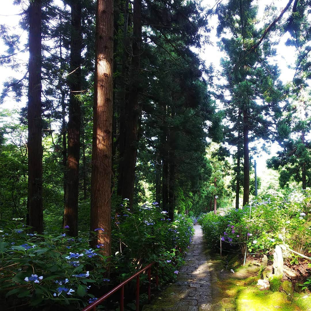 みながわゆみさんのインスタグラム写真 - (みながわゆみInstagram)「#山形市 #紫陽花寺 #出塩文殊堂 #夫婦杉 #紫陽花 #あじさい #アジサイ #はなまっぷ #花まっぷ #花の写真 #花写真 #花撮り #花好きな人 #花好きな人と繋がりたい #写真好き #写真好きな人と繋がりたい」7月18日 19時07分 - nama.09.19