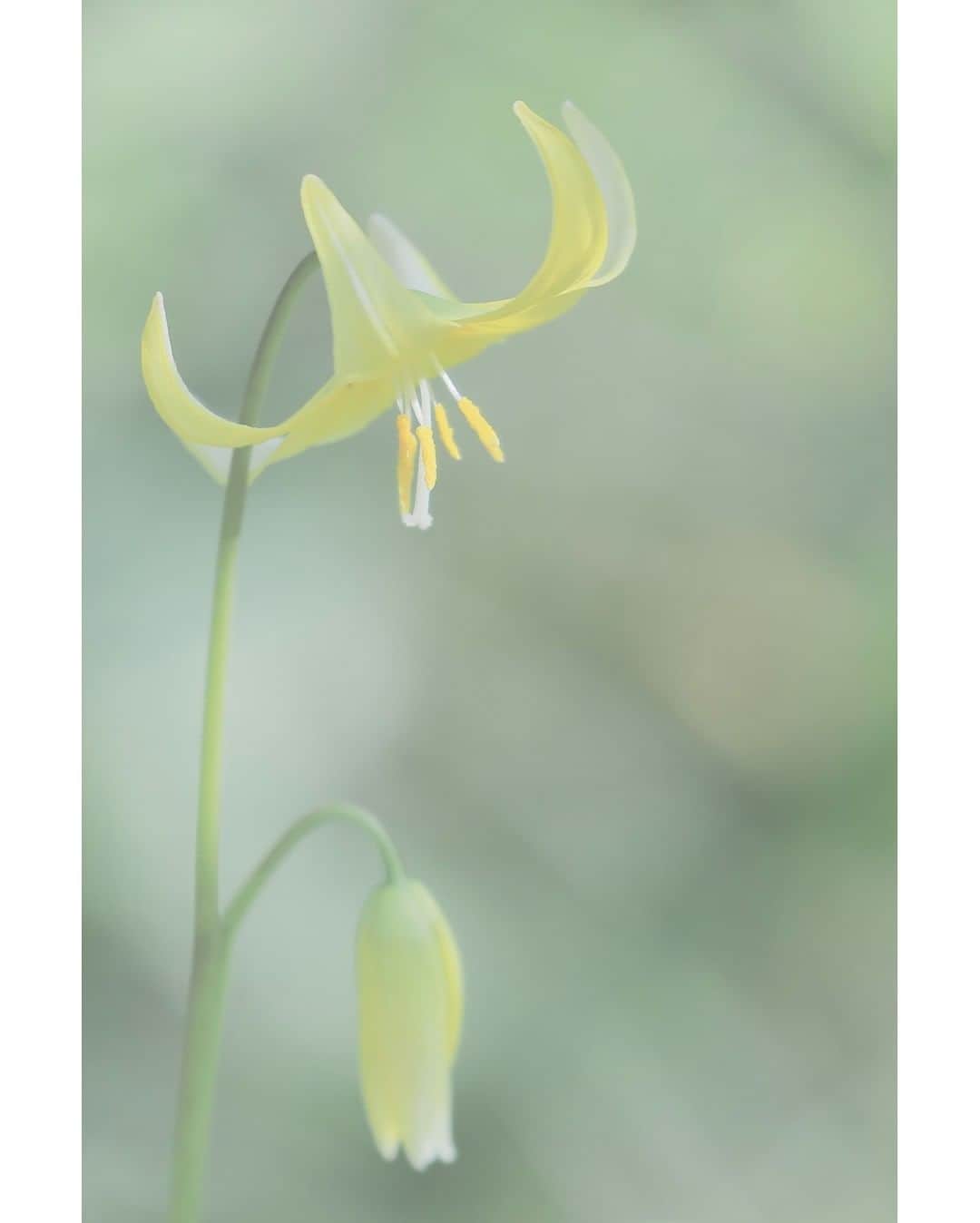花の写真館のインスタグラム：「Photo by 落合 俊哉.⠀ .⠀ Original Post[投稿いただいたURL]⠀ https://www.facebook.com/photo.php?fbid=1418252231692769⠀ .⠀ 本アカウントは、 #私の花の写真 をつけてInstagramに投稿された皆さまの花の写真や、「花の写真館」Facebookページで投稿された花の写真を紹介します。⠀ 「花の写真館」Facebookページは、「 @floral.photograph 」のプロフィールにあるURLからご覧ください。⠀ .⠀ ※各自、政府、自治体など公的機関の指示に従った行動をお願いします。⠀⠀ 東京カメラ部および分室では、写真を「見る楽しみ」を提供することを通して、微力ながら皆様にわずかな時間でも癒しをお届けしたいと思っております。⠀ ※本アカウントは東京カメラ部がFacebook、Instagramのサービスを利用して運営しているもので、Facebook社・Instagramとは一切関係ありません。⠀ .⠀ #花の写真館 #floralphotograph #floralphoto #flower #flowers⠀ Follow: @floral.photograph」