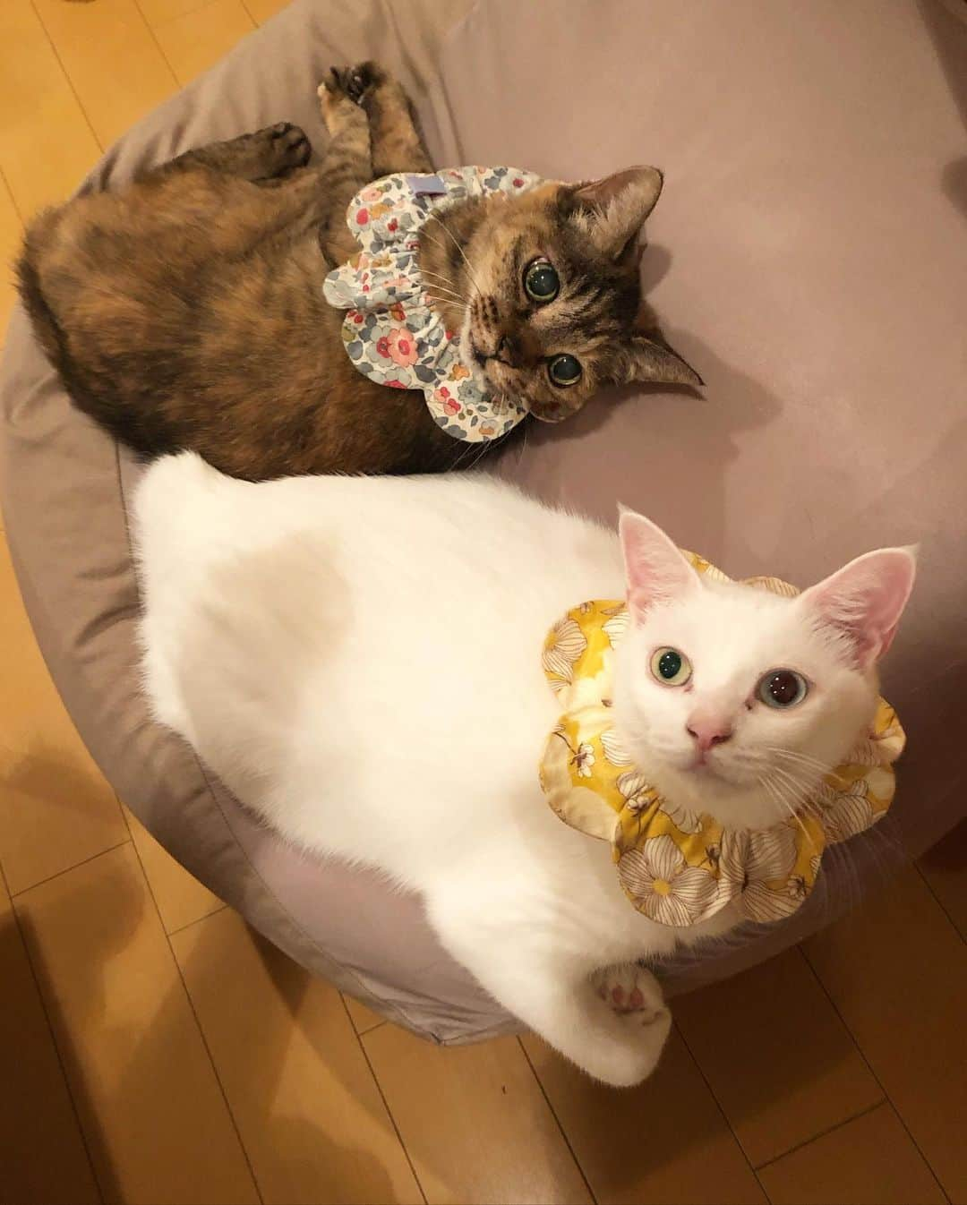 maimocotoさんのインスタグラム写真 - (maimocotoInstagram)「現在保護猫ちゃんのいない我が家は、モコが子猫みたいになってるよ笑  コトとチコにヘアスタイル整えてもらって、モコちゃん、つばまみれです👅 でも、ずっと見ていたい優しい3姉妹💗 この子たちと暮らせて本当にラッキーです、私✨（のろけ） ＊ ＊ 『モコちゃんは最近見た目を気にしなくなっちゃったから、ヘアスタイルは担当してあげてるの、あたち💇‍♀️』 ＊ ＊ #こっちゃんは目ヤニついてるよ！ #20歳のモコ #モコとコト これから新入り兄妹子猫来まーす♪」7月18日 19時50分 - maihimemoco