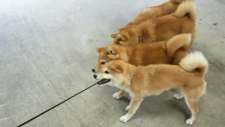 柴犬たま Shibainu Tamaのインスタグラム