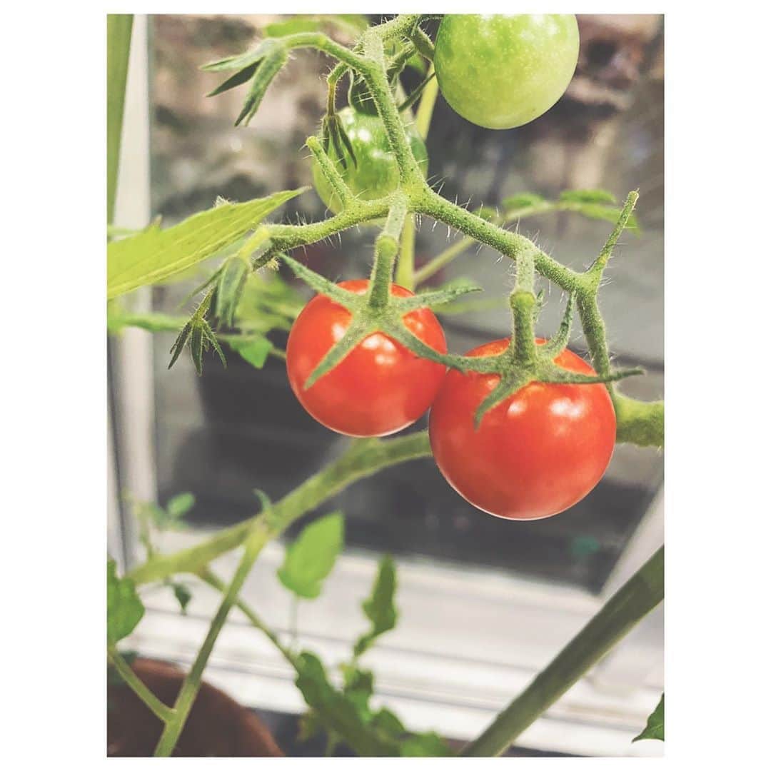 大塚愛さんのインスタグラム写真 - (大塚愛Instagram)「トマトが恋を始めました。  AIO　#tomato  #私 #は #食べれません #が #育った #よ」7月18日 12時07分 - aiotsuka_official