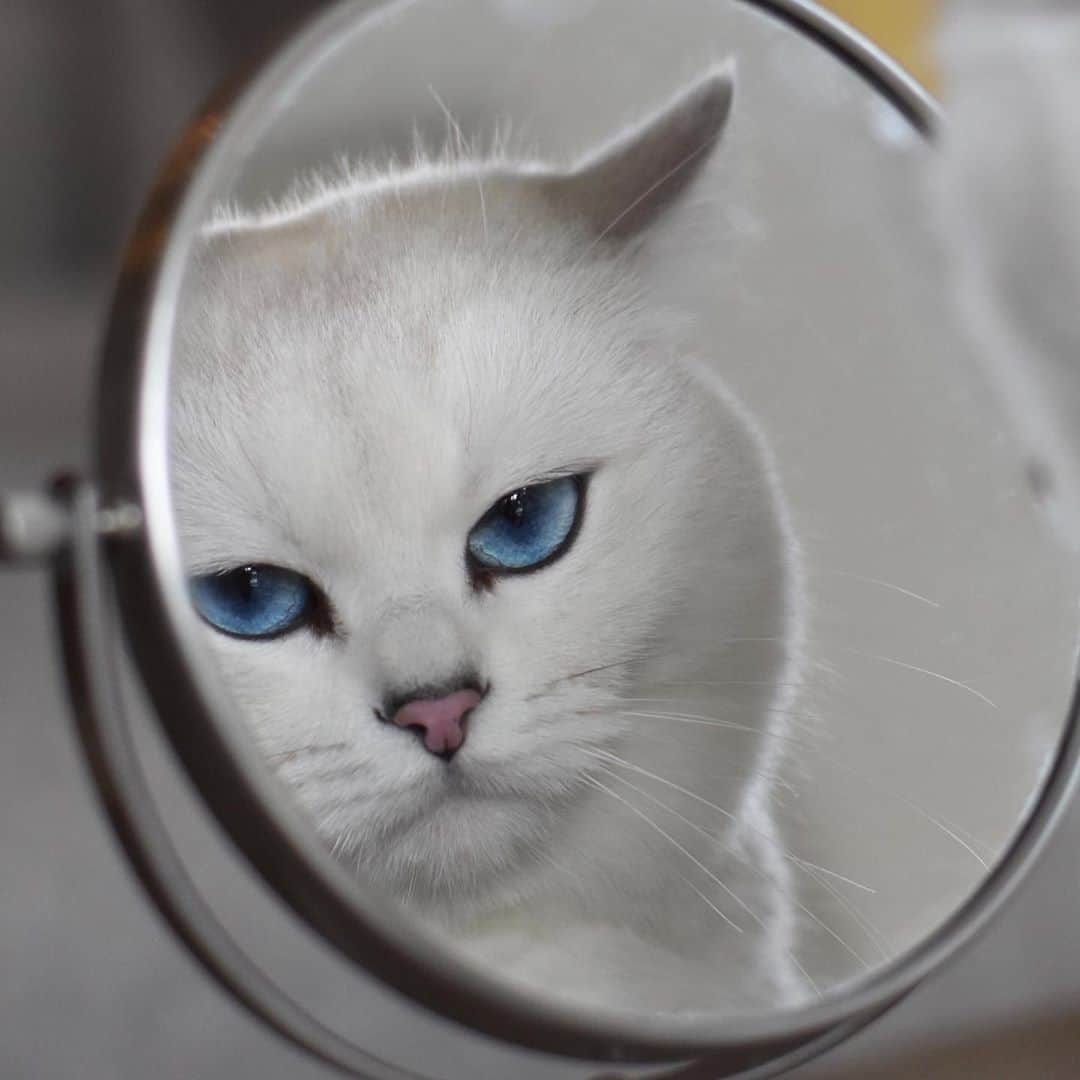 Aww Clubさんのインスタグラム写真 - (Aww ClubInstagram)「Well hello there you handsome, couch-scratching, 4-AM-meowing devil you.⠀ ⠀ 📷@cobythecat⠀ ⠀ #meowed #cobythecat  #neko #cutecat #kawaii #mirror」7月18日 14時00分 - meowed