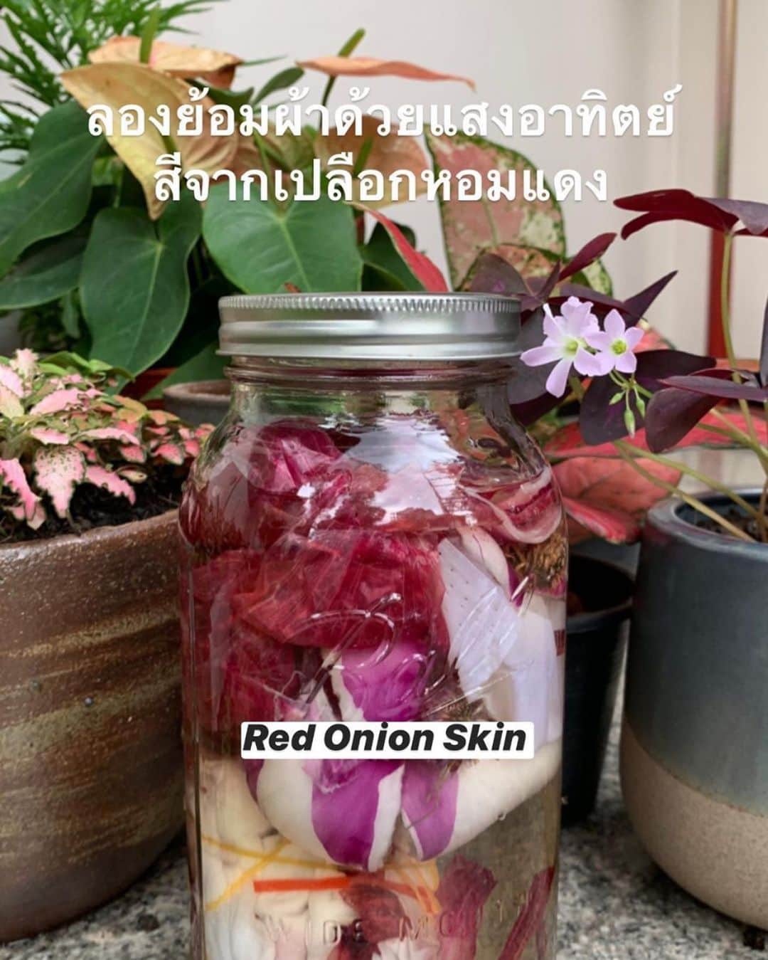 Amata Chittaseneeさんのインスタグラム写真 - (Amata ChittaseneeInstagram)「Natural Dye experiment 10: ☀️ Solar dye with Red Onion skins 🧅 ลองย้อมผ้าด้วยเปลือกหัวหอมแดงจากครัว โดยใช้แค่พลังงานแสงพระอาทิตย์ ทิ้งไว้ประมาณ 2-3 วัน เปิดออกมาได้สีชมพูอ่อนๆ ดีที่ได้ทดลอง อาจจะไม่สวยที่สุด แต่ก็น่ารักดี 🥰 #pearypiegoesgreen #solardyeing #onionskin #naturaldyes #unknowntogether」7月18日 14時10分 - pearypie