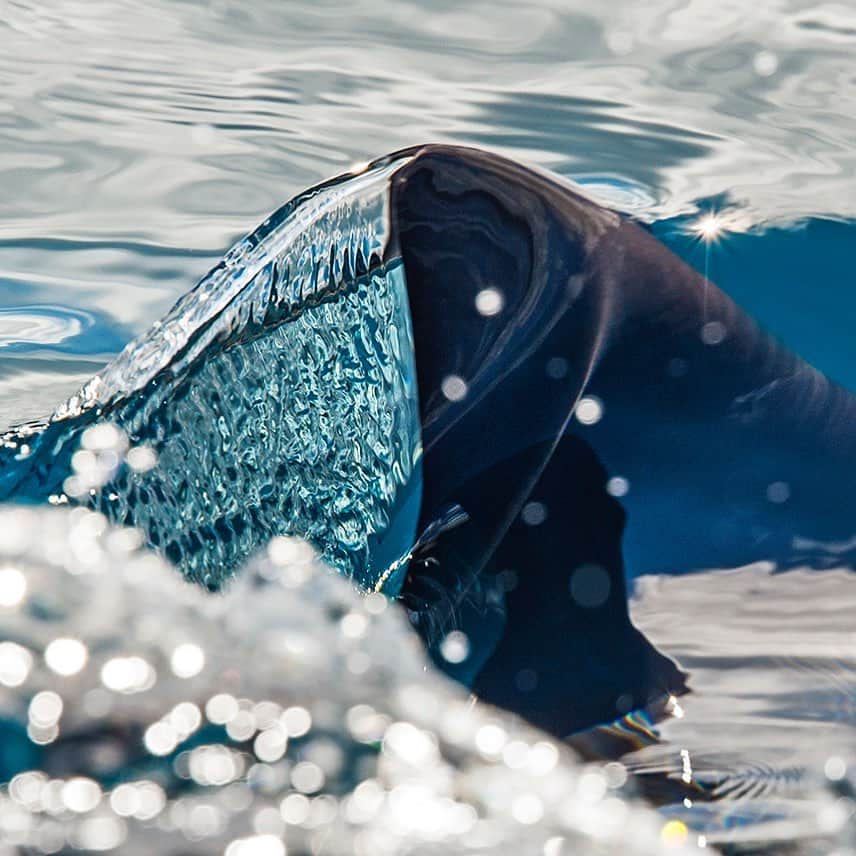 クラーク・リトルさんのインスタグラム写真 - (クラーク・リトルInstagram)「Water running off the dorsal fin of a spinner dolphin this morning. 🐬💦🤙🏼 #hawaii #clarklittle 🆑」7月18日 14時07分 - clarklittle