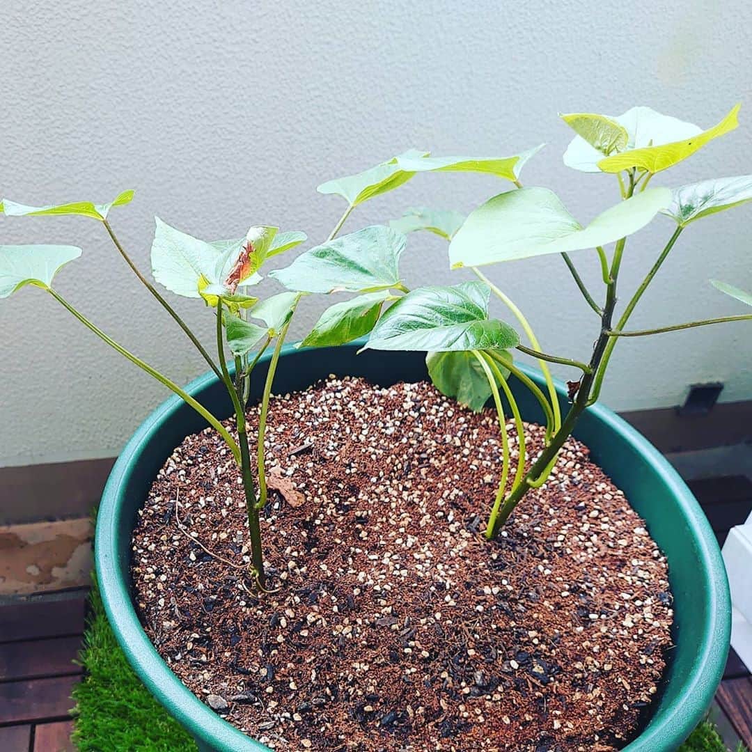 中村昌也のインスタグラム：「家庭菜園デビュー。。。。。  さつまいもです。。。  ロケなので家を空けて久しぶりに帰ってくると…  めちゃくちゃ成長してる😚  秋が楽しみだ〜!!  明日は朝の7時〜健康カプセル元気の時間！  詳しい家庭菜園や、健康法を紹介します！！  是非〜!!」