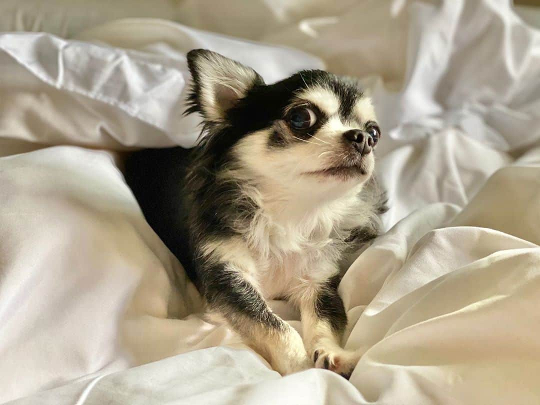 玉置成実さんのインスタグラム写真 - (玉置成実Instagram)「表情豊か♡  #pop  #chihuahua  #チワワ」7月18日 14時34分 - nm_tmk