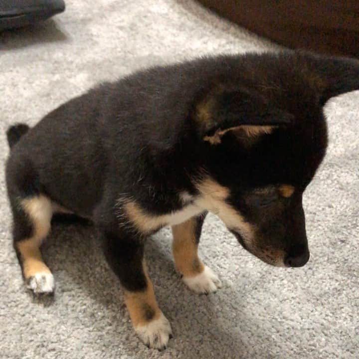のインスタグラム：「お手を覚えた  #日本犬 #柴犬 #豆柴 #極小豆柴 #小豆柴 #黒柴」