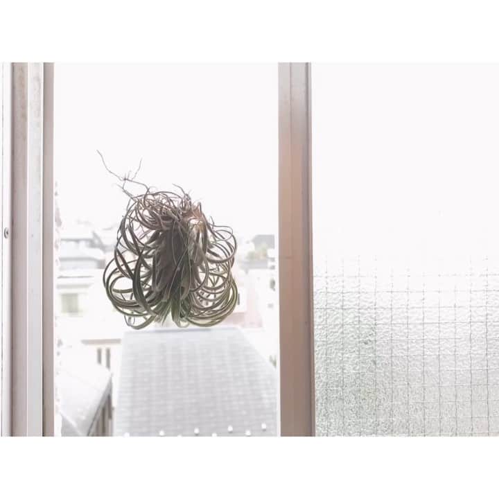 竹中友紀子のインスタグラム：「#おウチ時間  間違い探しの答え^ ^  エアプランツをキッチンに吊るしてみました。 今年2月の狼少年公演の際にやよいちゃん @yayoifujii_yoga にいただいたもの。新居でも元気にゆらゆらしてます。  当たり前のように会いたい人と会えていたあの頃、当たり前がなくなった今、ふりかえると貴重な時間。」