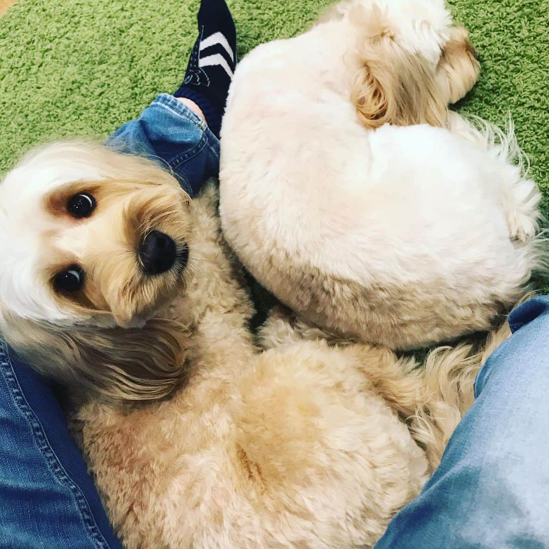 北山陽一のインスタグラム：「なんとか頑張れると良いですね今日、と言われてる気がする。ベストは尽くす。#きたやまおかき #きたやまおもち」