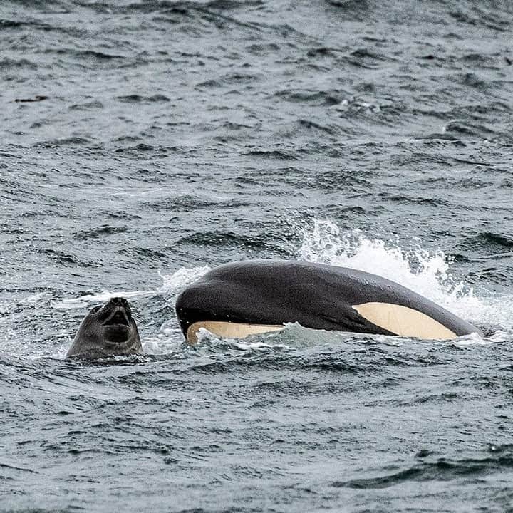 ナショナルジオグラフィックのインスタグラム
