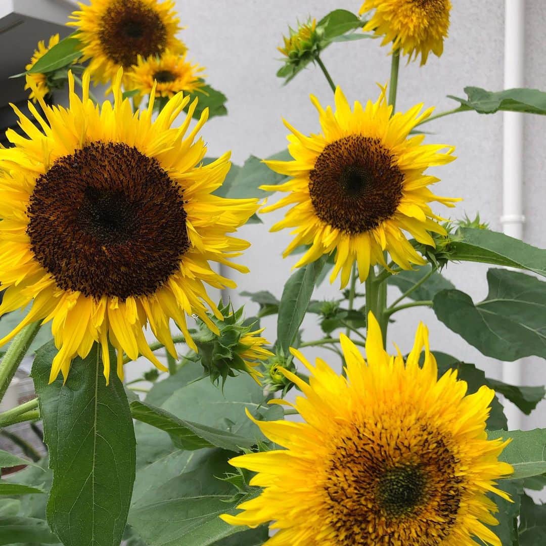 三上正貴のインスタグラム：「梅雨のひまわり🌻 #満開#ひまわり」